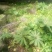重楼苗大小种茎都有的哈