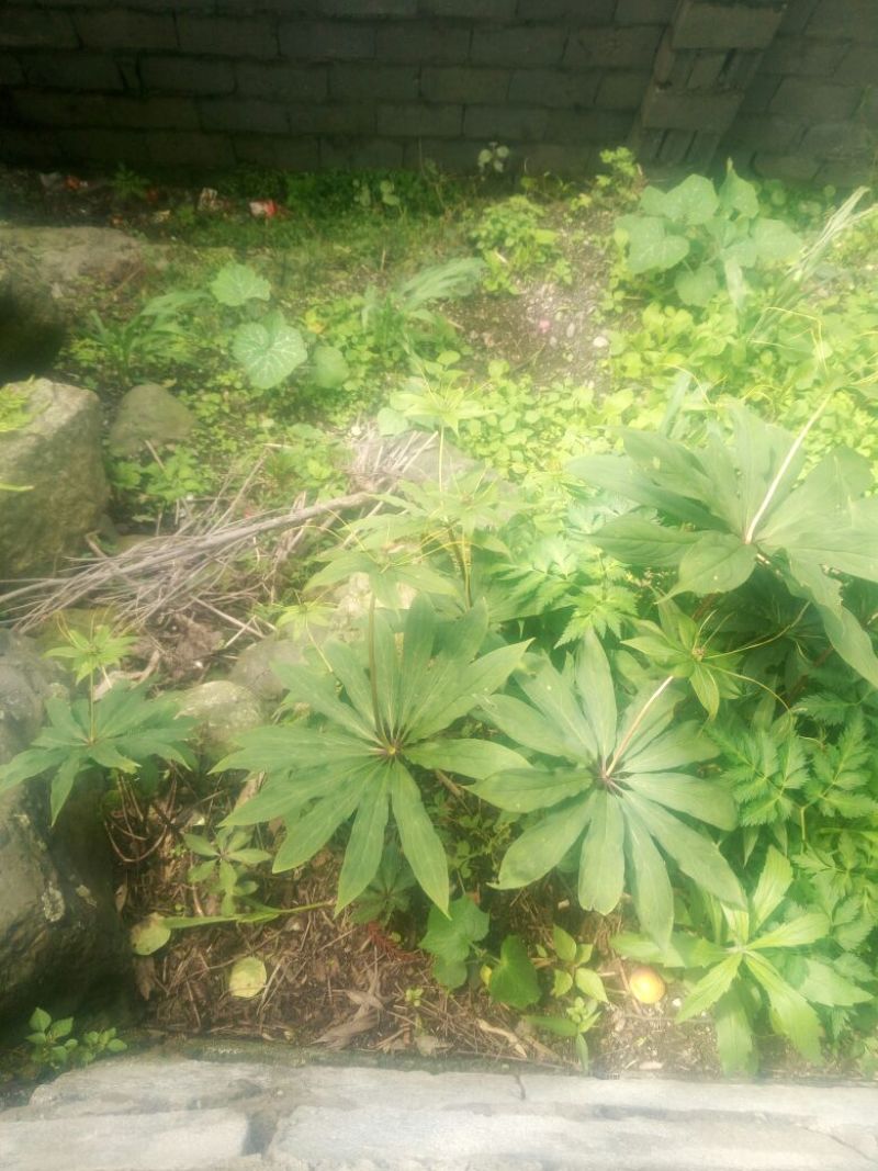重楼苗大小种茎都有的哈