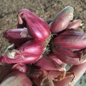 葱籽种葱红葱黄葱（源头好货）量大从优，质量保证
