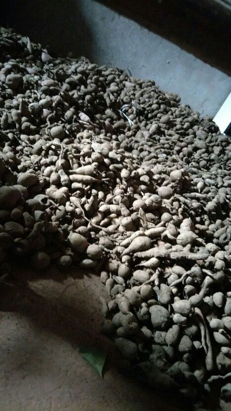 金果榄种球新鲜出芽率高