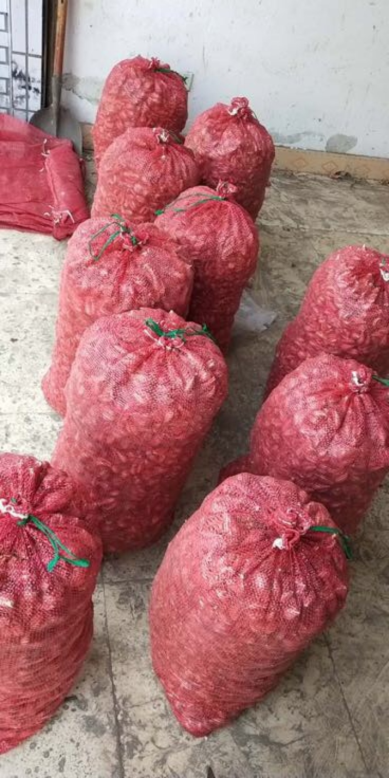 小香葱四季香葱火葱头黄葱头红葱头