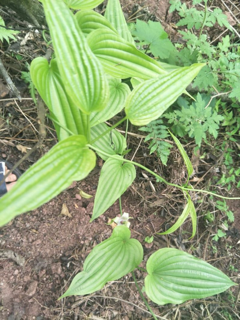 百部苗分株苗籽育苗