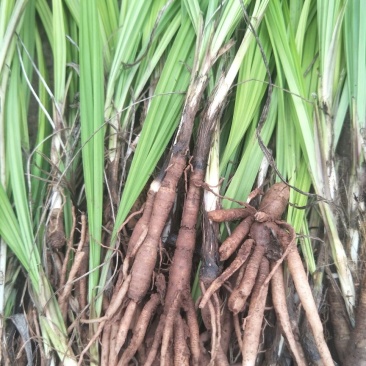 四川仙茅种苗