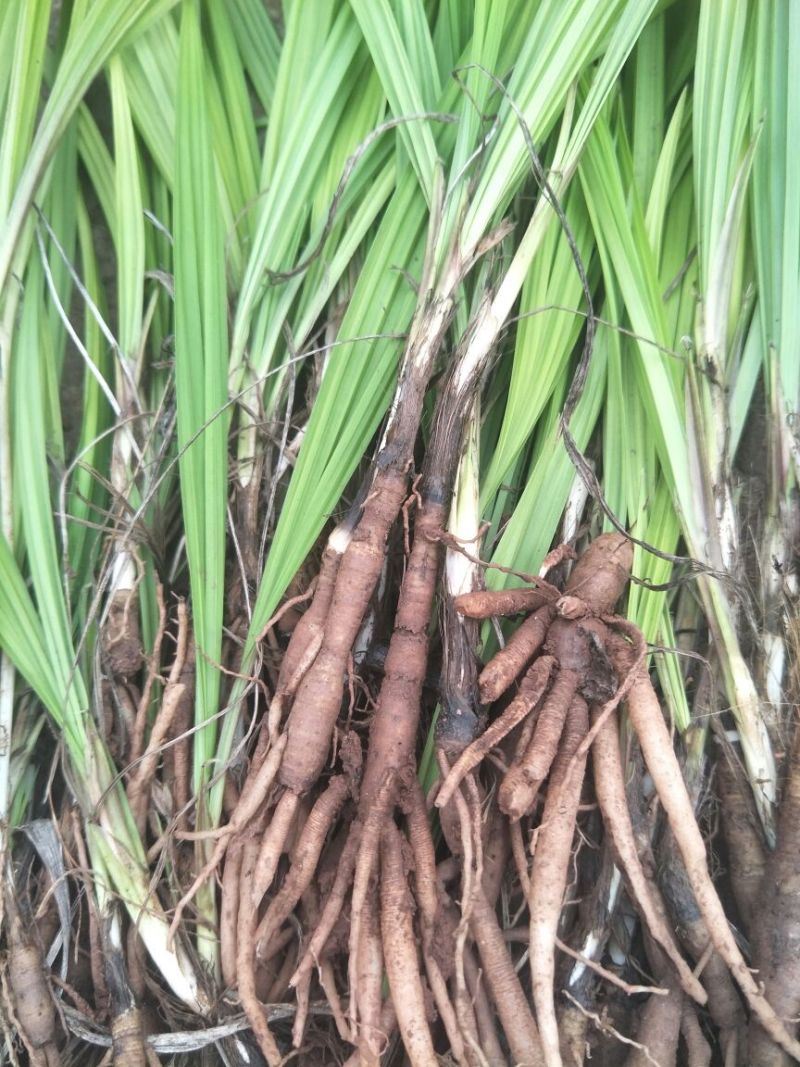 四川仙茅种苗