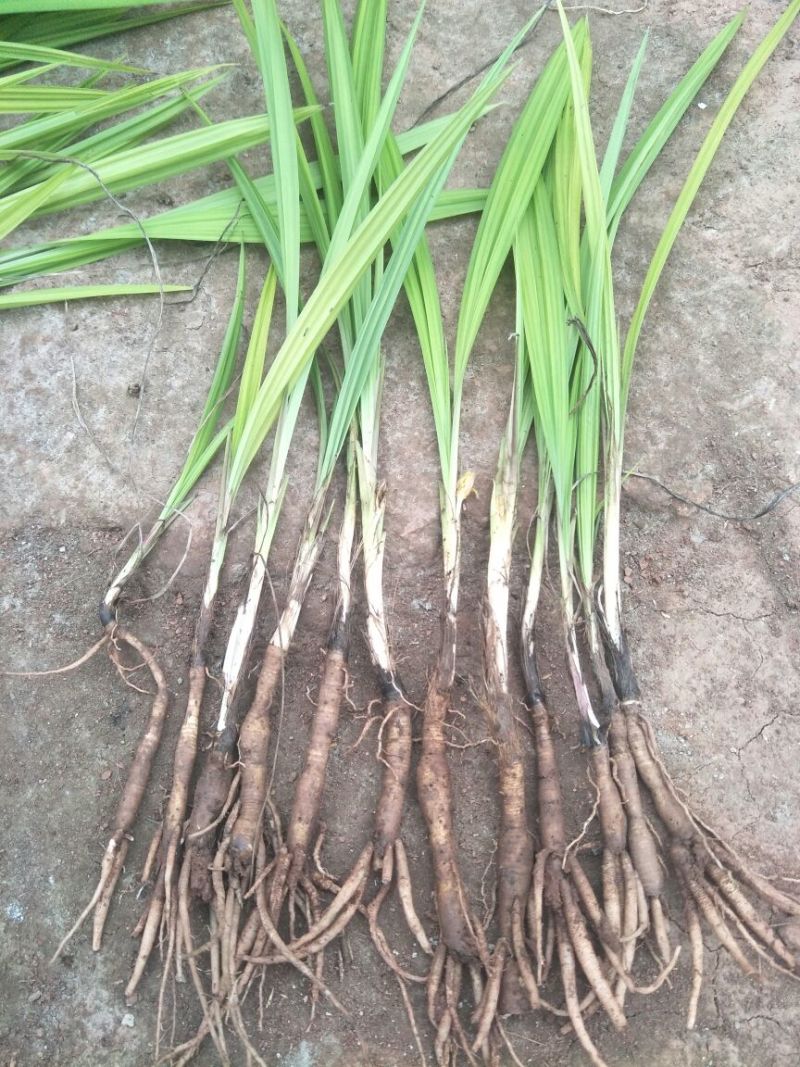 四川仙茅种苗