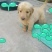 金毛犬公
