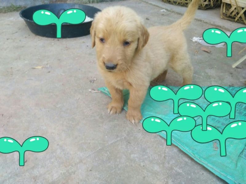 金毛犬公