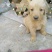 金毛犬公
