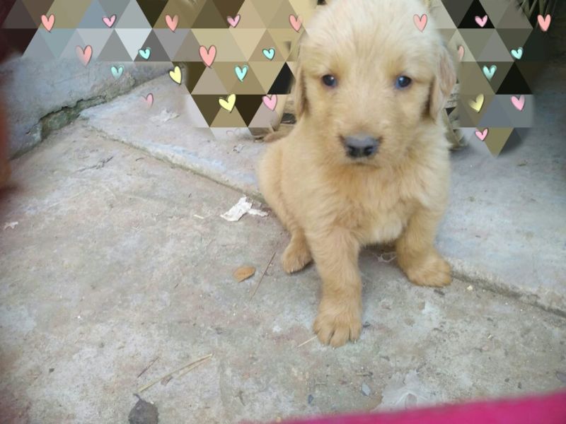金毛犬公