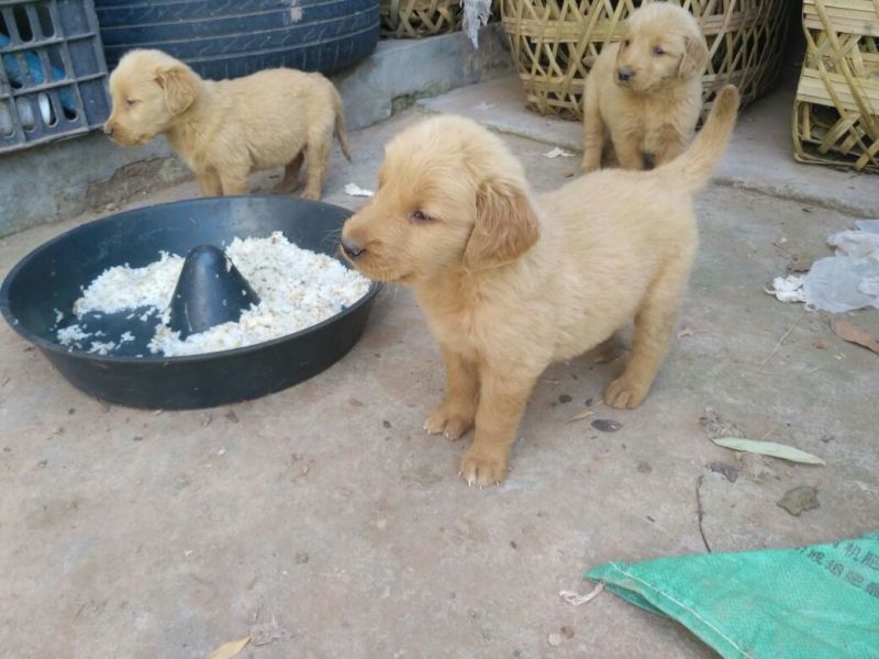 金毛犬公