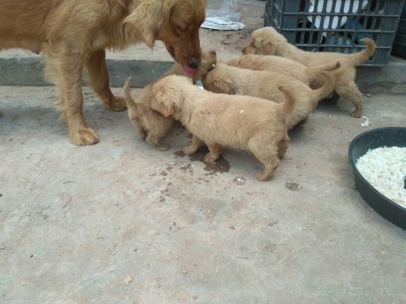 金毛犬公