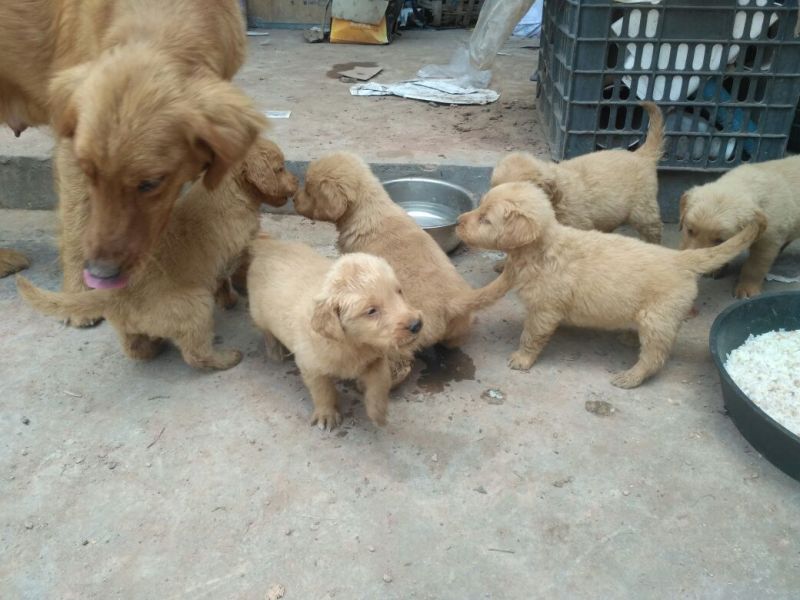 金毛犬公