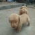金毛犬公