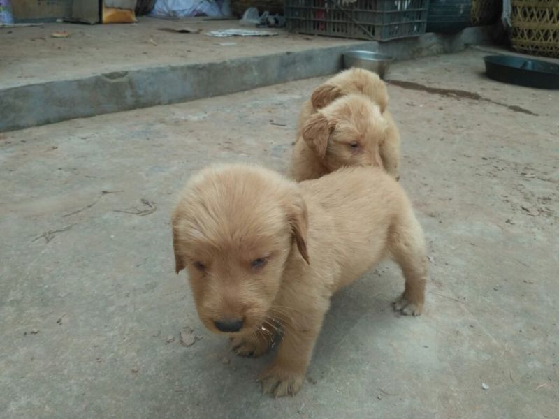 金毛犬公