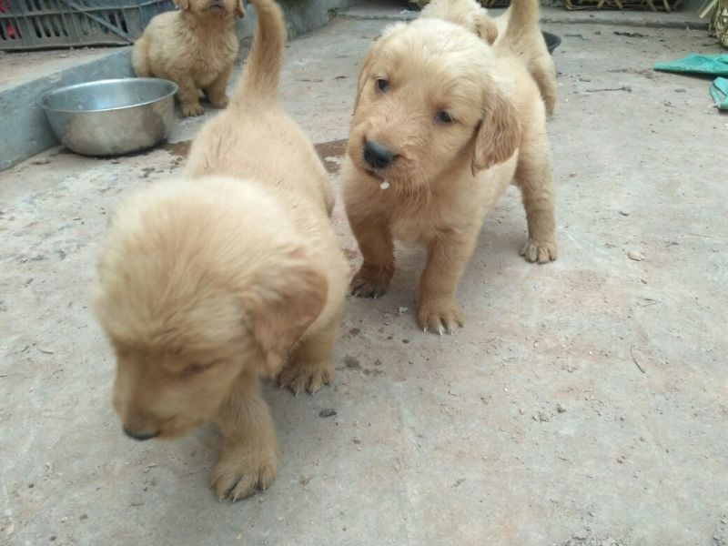 金毛犬公