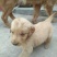 金毛犬公