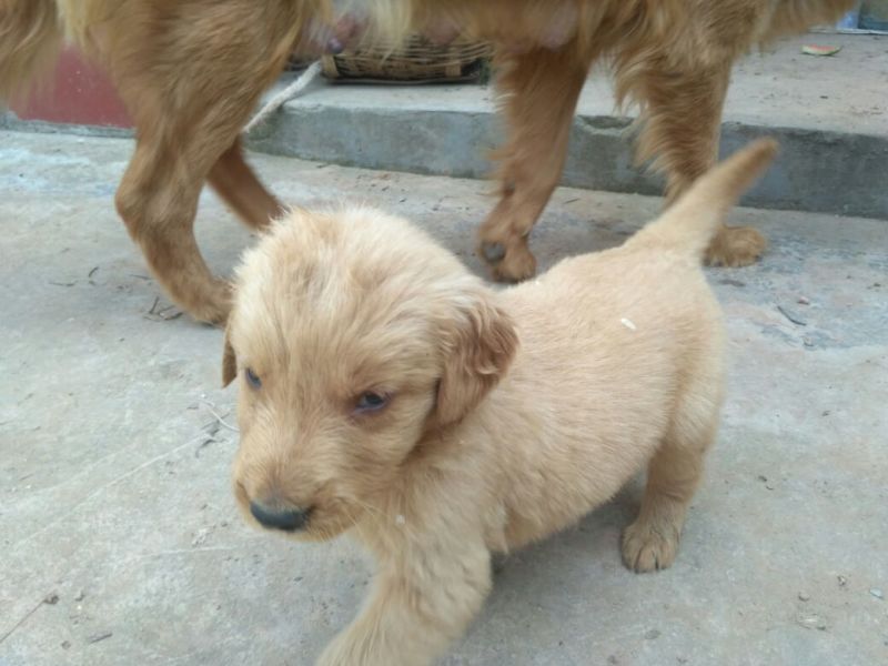 金毛犬公