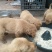 金毛犬公