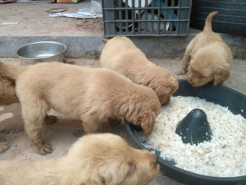 金毛犬公