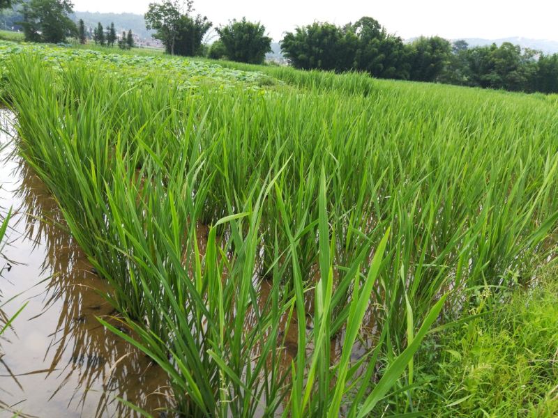 茭白种苗美人茭白苗（茭白回收），北京茭白苗