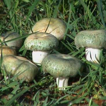 青头菌