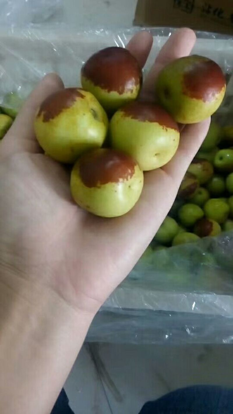 沾化冬枣
