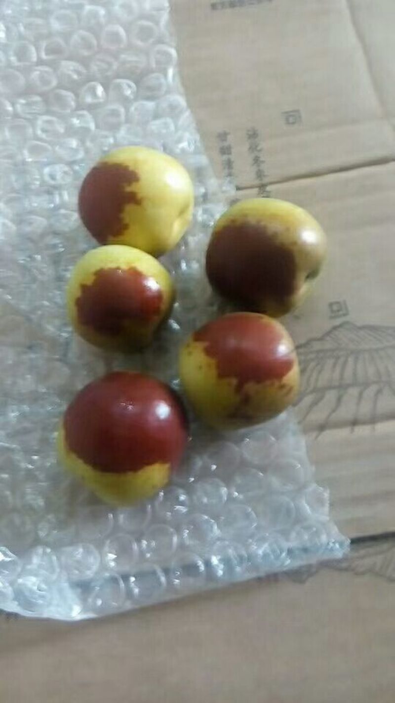 沾化冬枣