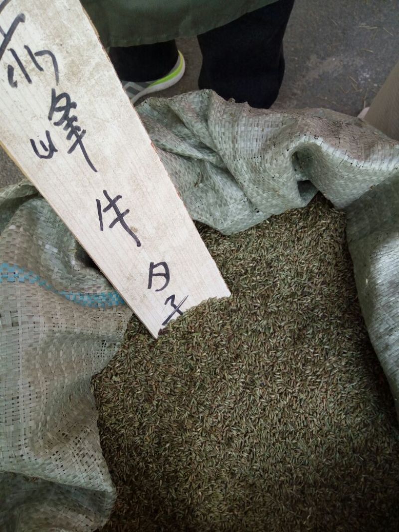 牛夕子麦收后种植纯新子。