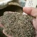 牛夕子麦收后种植纯新子。