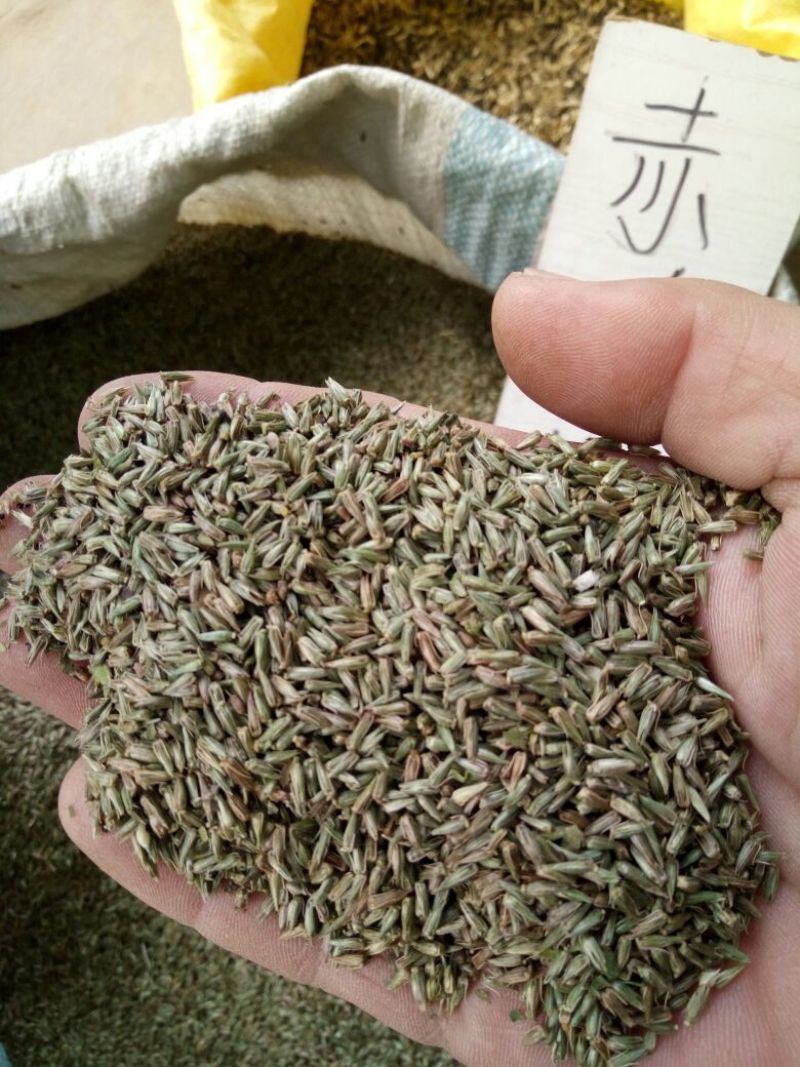 牛夕子麦收后种植纯新子。