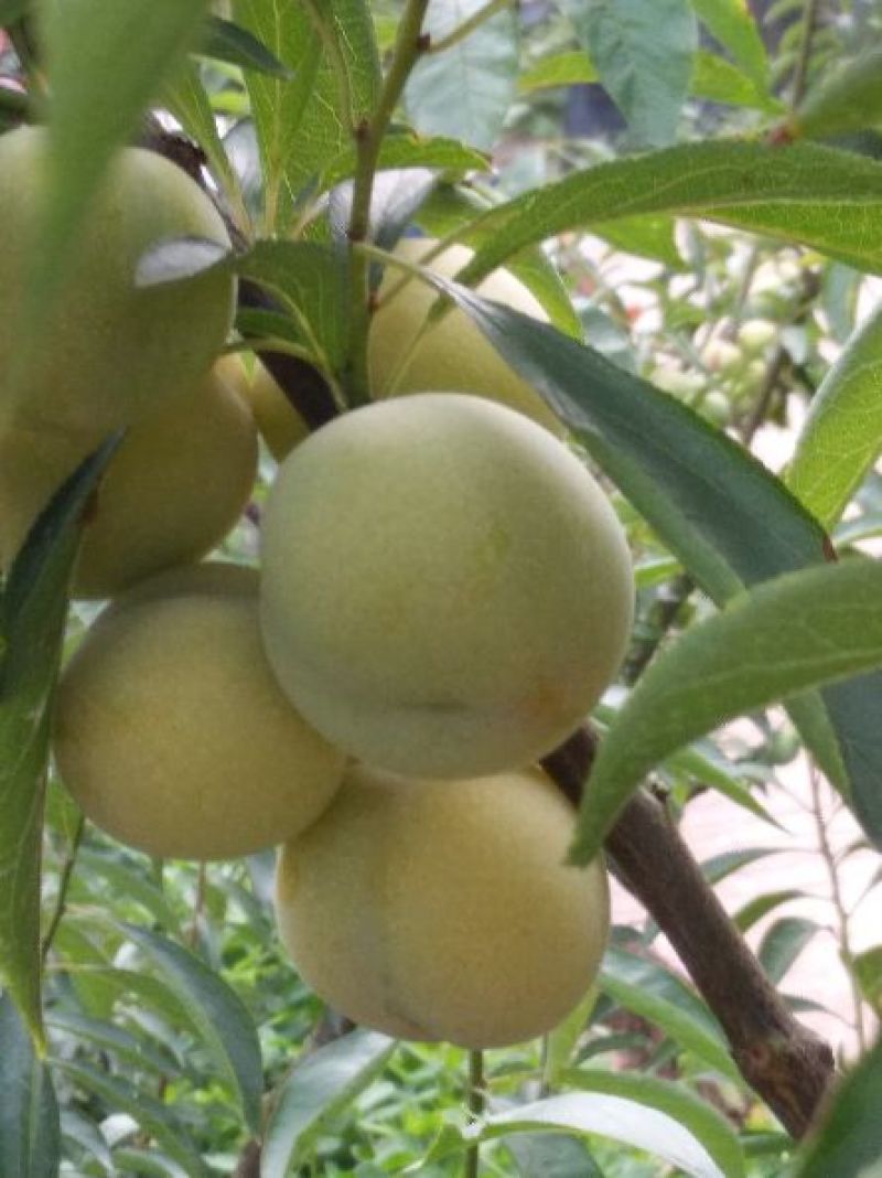 茵红李