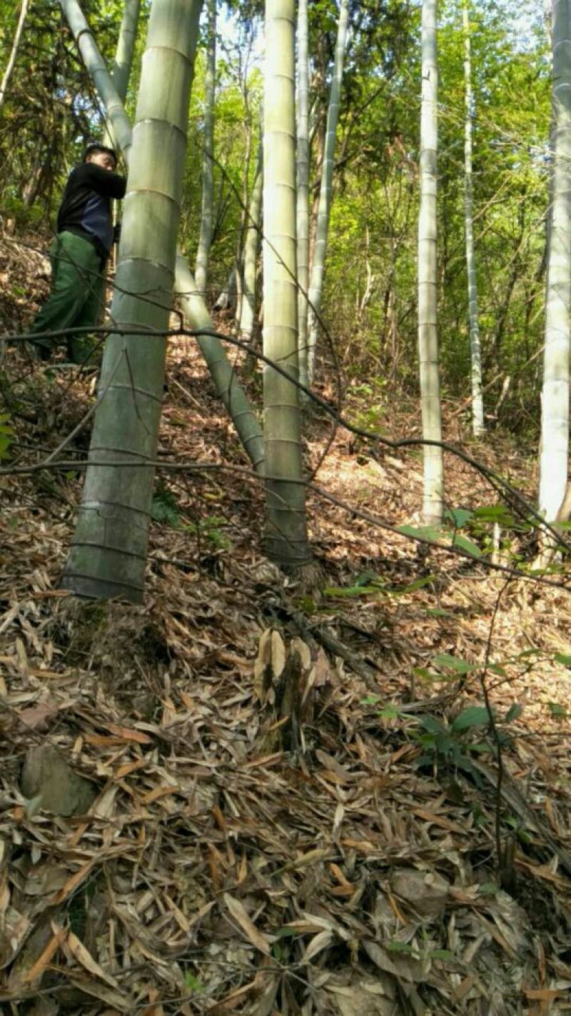 楠竹，15米左右