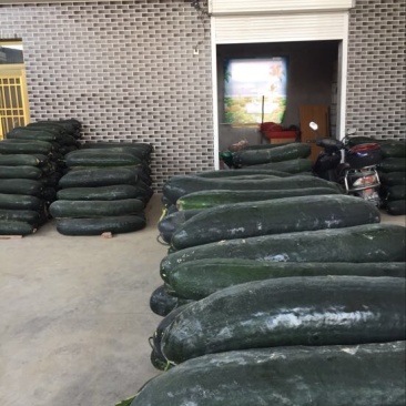 黑皮大吊冬瓜个大货源充足全国发货保证质量