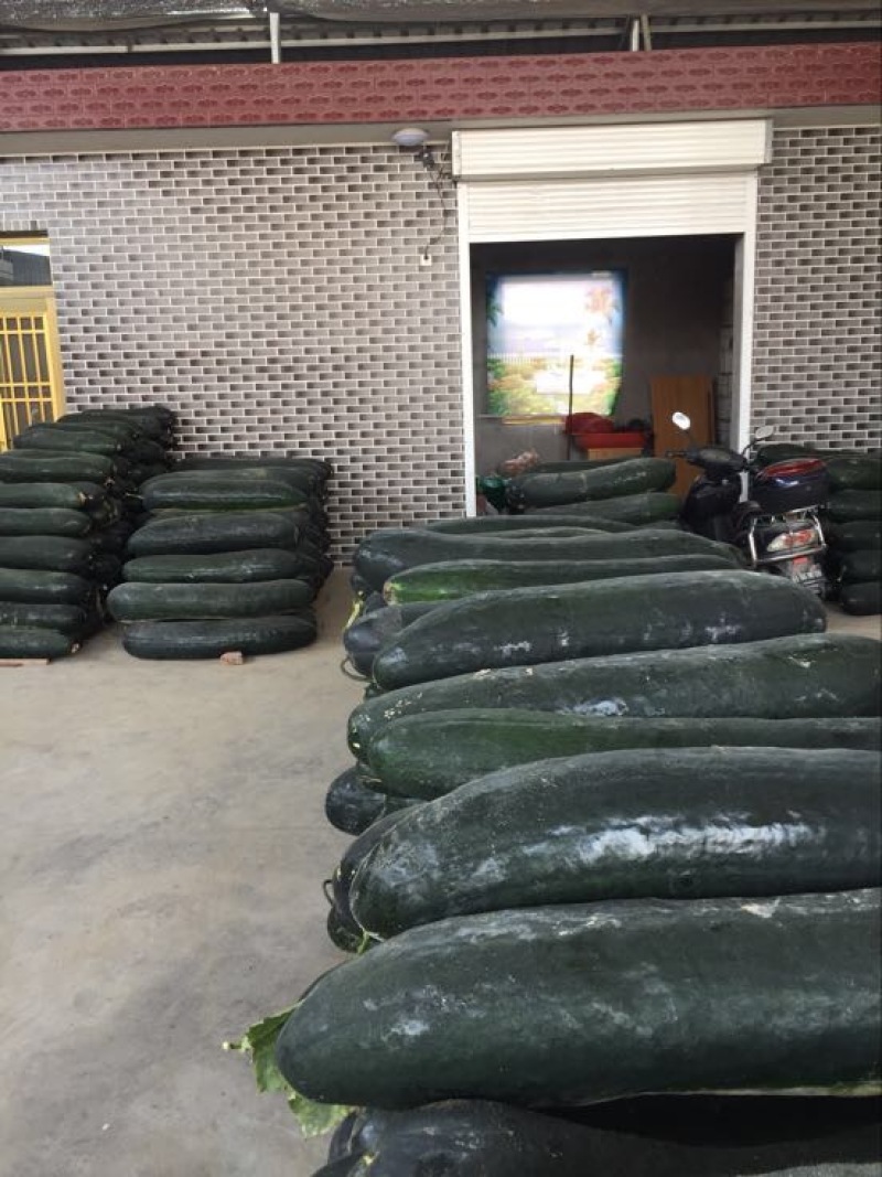 黑皮大吊冬瓜个大货源充足全国发货保证质量