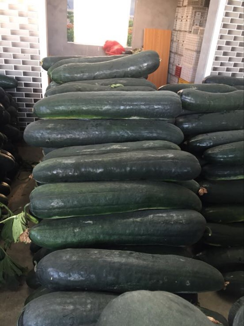 黑皮大吊冬瓜个大货源充足全国发货保证质量