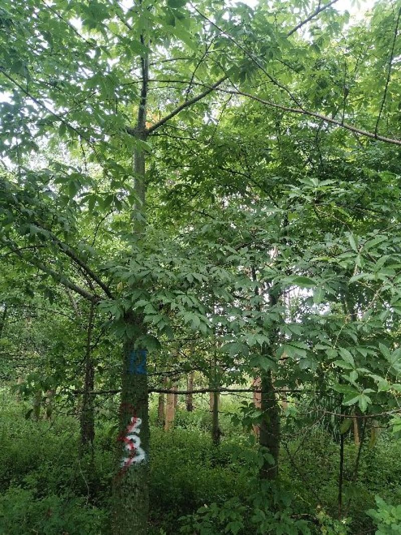 木棉18-20