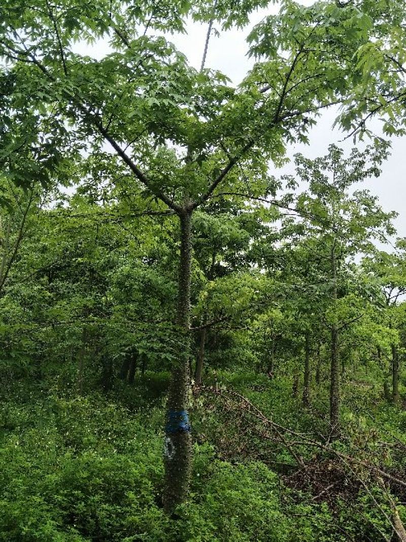 木棉18-20