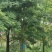 木棉18-20