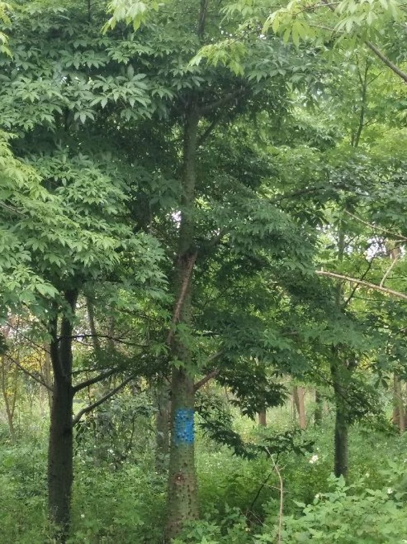 木棉18-20