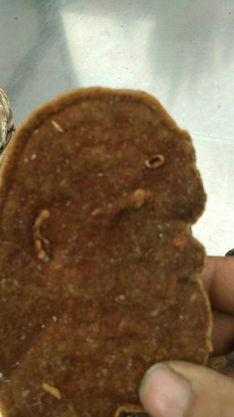 不是野生不要钱暴马桑黄