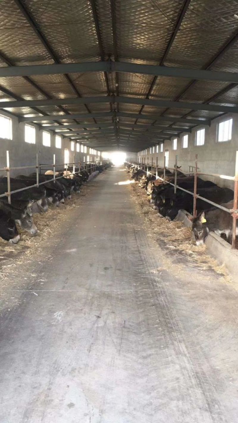驴肉鲜货带皮驴肉鲜驴肉驴肉厂家直接发货手续齐全