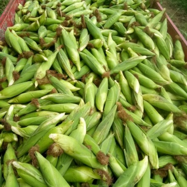 本人有200亩基地，种植白萝卜，包菜，等各种蔬菜