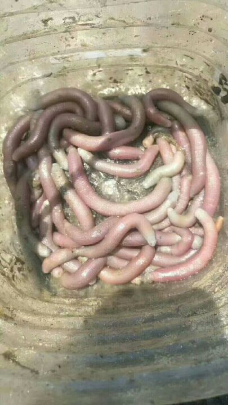 沙虫干