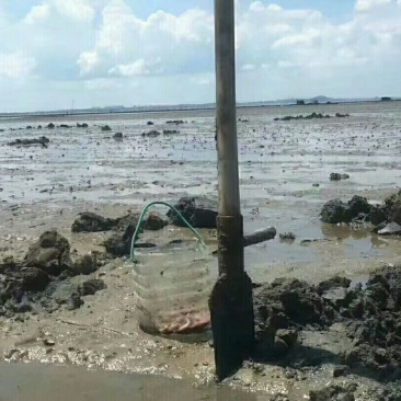 沙虫干