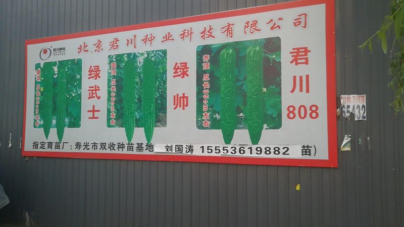 苦瓜