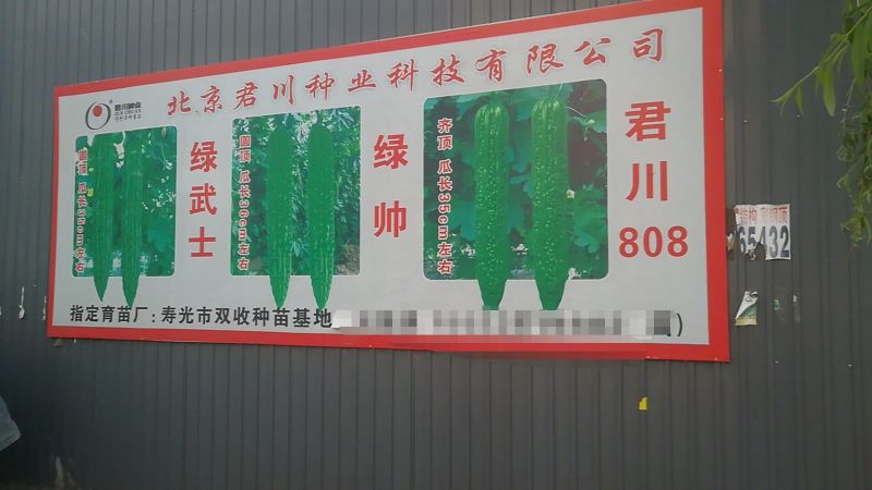 苦瓜
