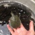甲鱼苗中华鳖苗、水鱼苗、
