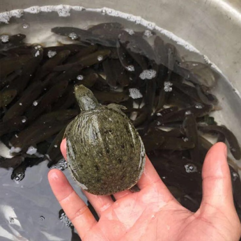 甲鱼苗中华鳖苗、水鱼苗、
