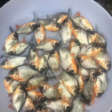 淡水白鲳鱼苗，优质红鲳鱼苗塘口直供大量可送货上门。