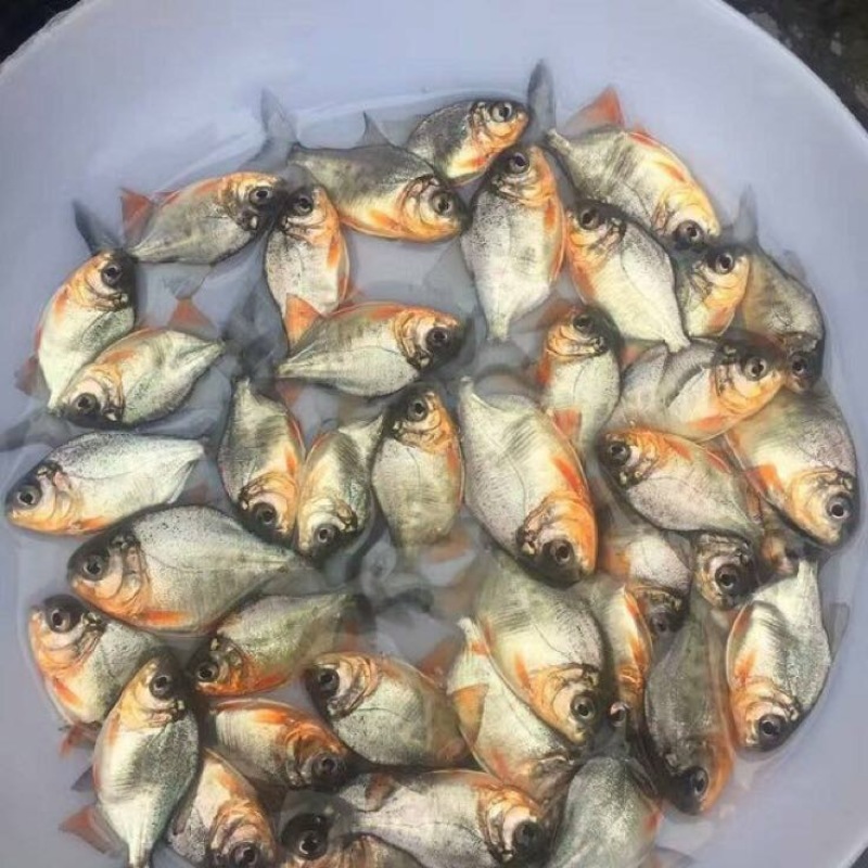 淡水白鲳鱼苗，优质红鲳鱼苗塘口直供大量可送货上门。